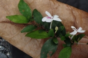 <strong>Pseuderanthemum - Ramon, Laurence - 173</strong><br />© Ramon, Laurence